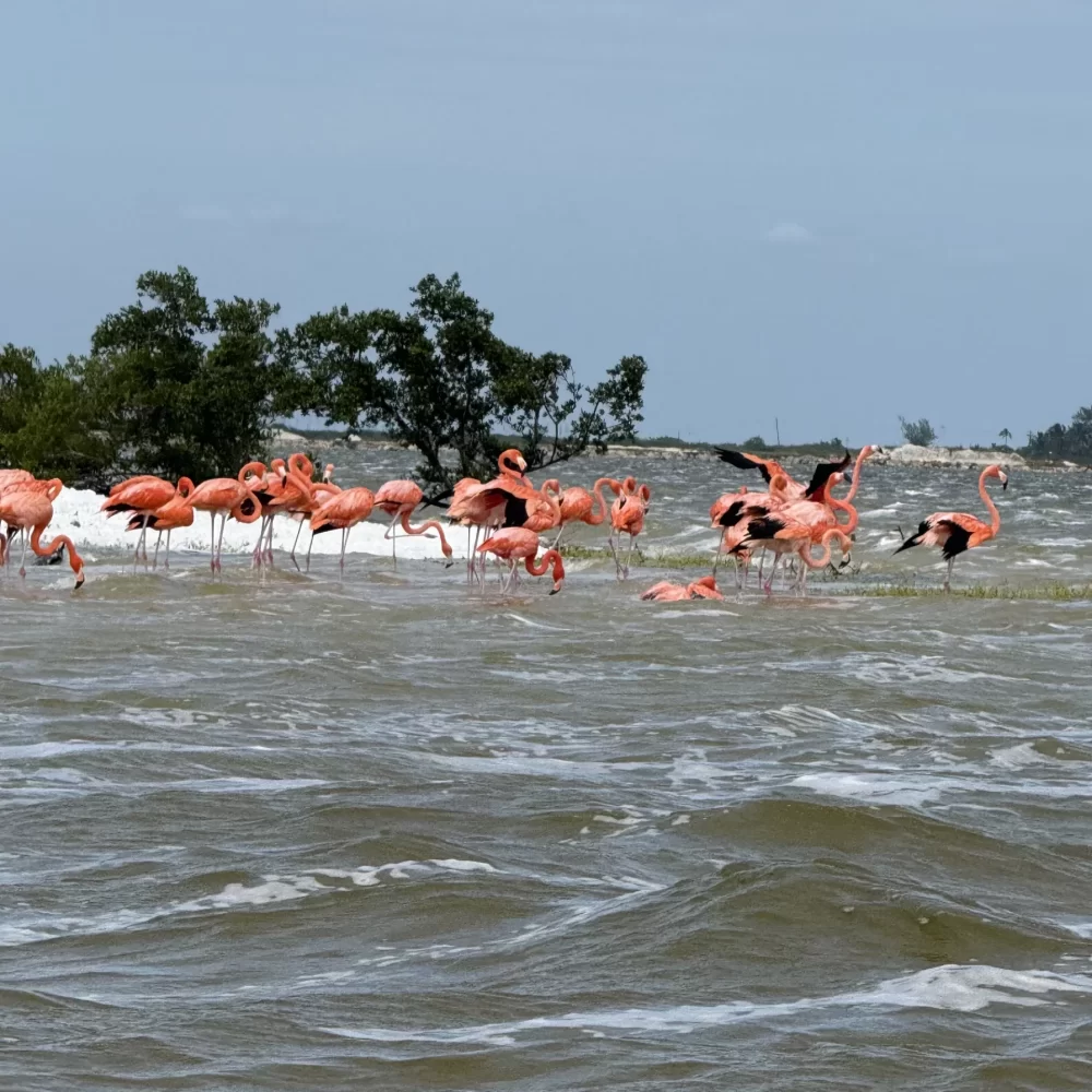 Meksika rozā flamingo
