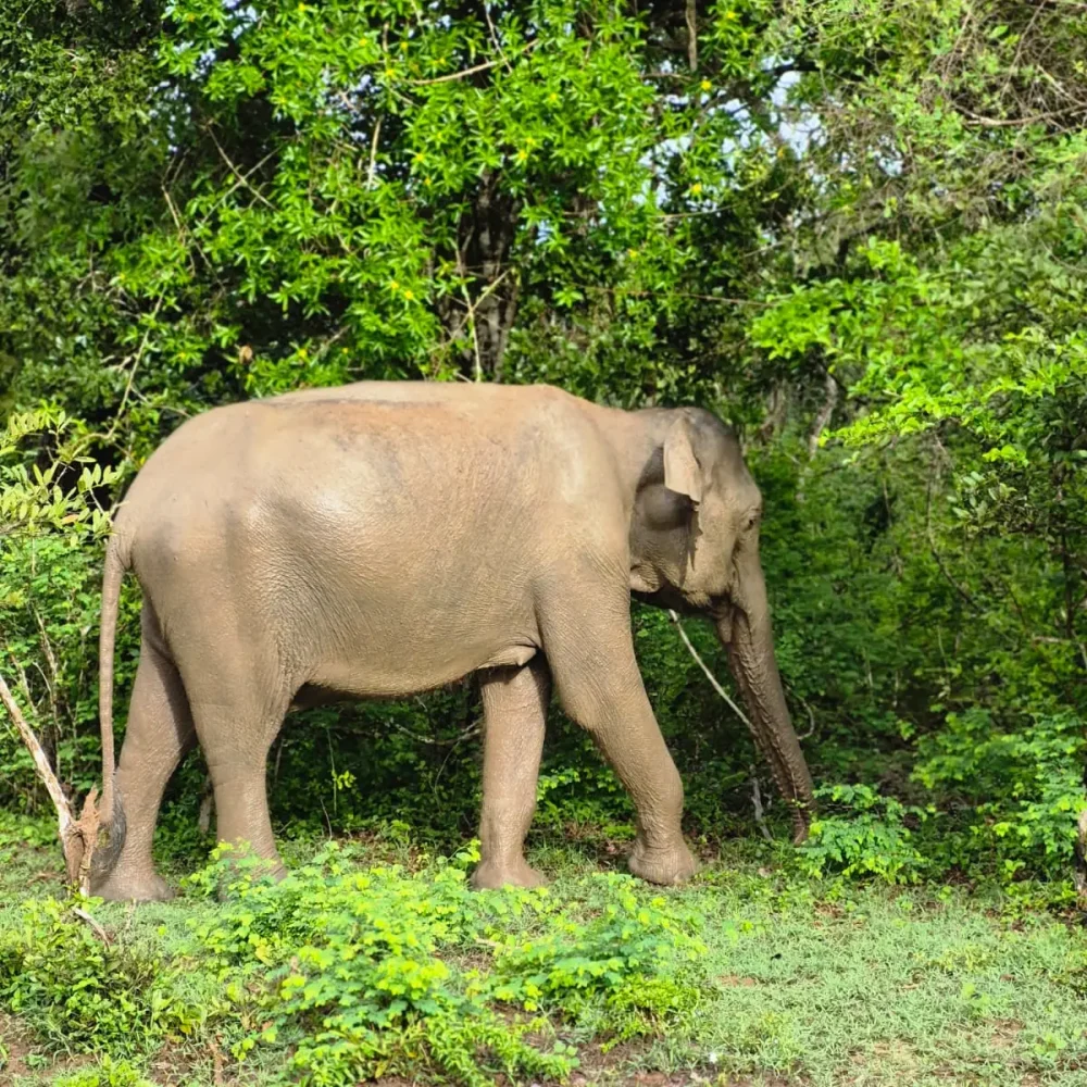 Celojums uz Srilanku